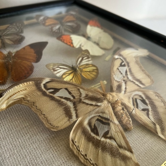 Vtg RARE Real taxidermy framed boxed moth/butterflies - Picture 5 of 14